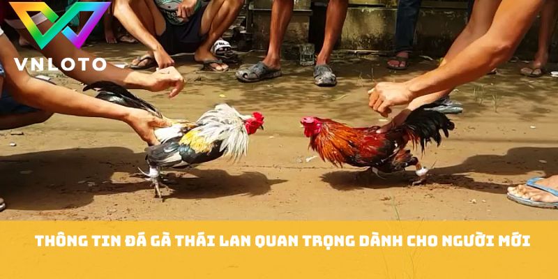 Đá Gà Thái Lan - Kinh Nghiệm Xem Trận Chuẩn Xác 2026 1 Thông tin đá gà thái lan quan trọng dành cho người mới